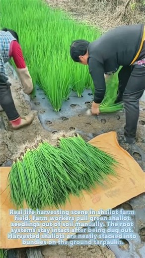Farm workers harvest green shallot seedlings in vegetable field