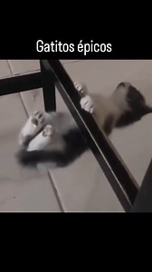 El gato Calistenia💀 #reels #gatos #michis #calistenia #entretenimiento #epico #humor | PerritoViral