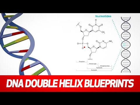 DNA Double Helix: Blueprints of Life Itself