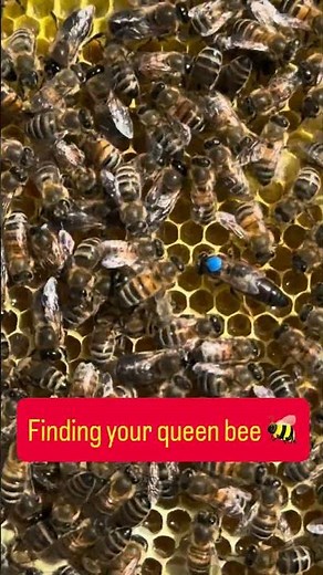 Finding your queen bee #beekeeping #queenbee
