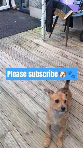 have a good day 🐶🐾#shorts #short #ytshorts #fyp #foryou #love #dog #viral #trending #cute #yt #pets