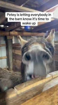Petey the barn alarm #Peteytheseeingeyedonkey #Lunatheblindhorse #animals