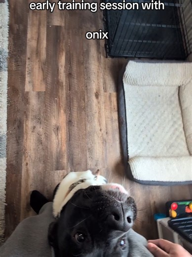 Before food. Before water. Before excitement. Onix works first — not out of deprivation, but because structure comes before resources. This isn’t dominance. It’s impulse control, clarity, and calm decision-making. That’s how you build a stable dog. (Sorry for the sniffing — getting over the flu.) #akita #pit #training #DogTraining