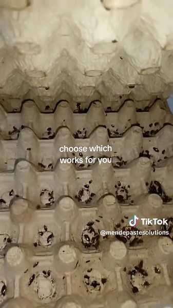 Permanent Solutions for Cockroaches and Bedbugs in Kenya