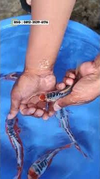 Special Quality Maruten Sushui Koi Fish at BSG Koi Center Tulungagung Indonesia