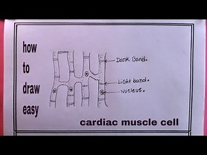 how to draw cardiac muscle cell/cardiac muscle cell drawing