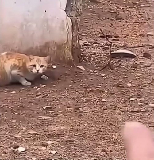 قطه تختبئ لتصيد عصافير وشخص يطيرهم وال قطة تغضب spy cat