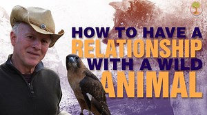 12K views · 143 reactions | A truly magical world awaits anyone with enough humility to learn what it takes to have a relationship with a wild animal. This video shows you how. | Sustainable Human | Facebook
