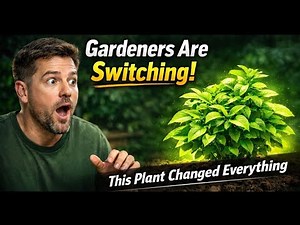 Gardeners Are Switching from Tomatoes to This Powerful Plant — Grows All Year, Stores for 6 Months.