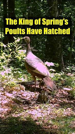 Rare Look: Mother Turkey Leading Her Poults #wildlife #nature
