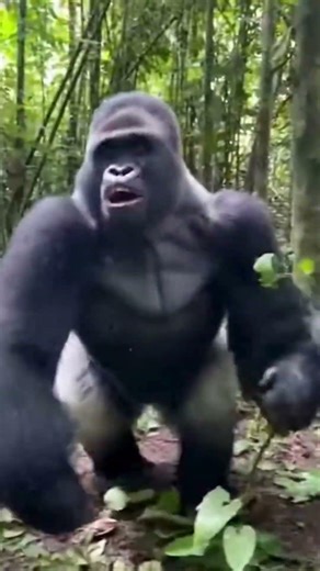 Angry Gorilla Explodes in the Forest 😱