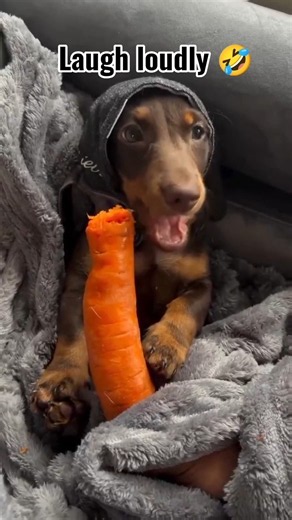 Crazy dogs compilation 🤣. #funnyshorts #funnydogs