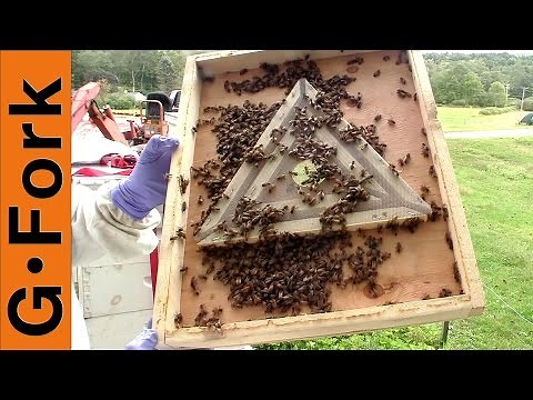 Harvest Honey With Bee Escape - Beekeeping 101 - GardenFork