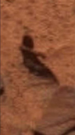 The "Walking Man" on Mars: Fact vs. Fiction
