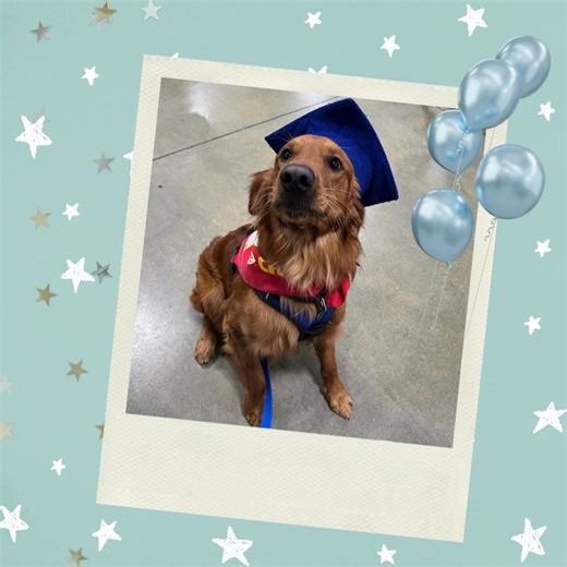 Thursday, November 6 Congratulations 🎉🥳🎊 to Stryder, who recently passed his basic obedience class! This is one of the requirements to becoming a certified ASOP therapy dog. Stryder is a one-year-old, dark golden retriever. He and his owner Tami, a math teacher at ASOP, are excited⋆✴︎˚｡⋆ to become a therapy dog team and are working hard to accomplish that. Stryder would be joining current therapy dogs Elton and Abby. Stay tuned for future milestones on Stryder's path to ASOP! 🐾🩷🐾 | Acceler