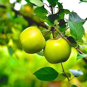 Apple Tree Plant 2 Feet Tall, Green Apple Tree Live Plant, Apple Fruit Plant for Planting