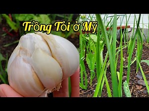 Cách trồng tỏi củ to sạch tại nhà. How to grow organic garlic