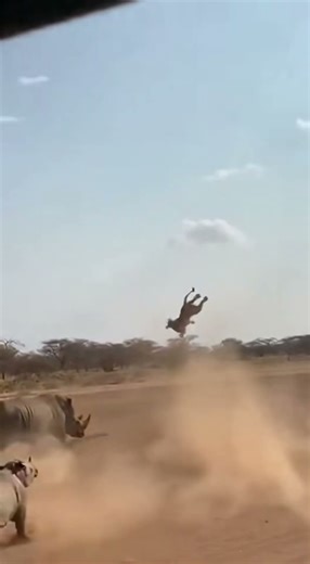 Rhino LAUNCHES Lion 100 Feet - SAVES Baby! 💥 코뿔소가 격파 💥 サイ撃破 #wildliferescue #rhino #animals