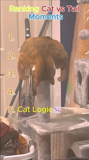 Ranking Cat vs Tail Moments!!🐱🌀😂