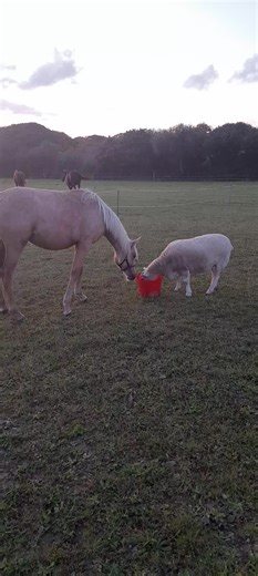 Jenn (@jennnviolett)’s videos with original sound - Jenn