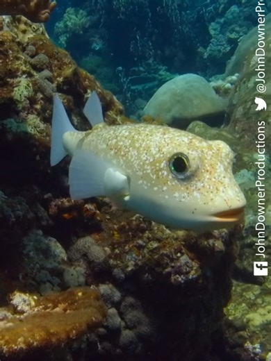 Robot Pufferfish Discovers Secret Artwork #pufferfish #hoppers #Japan #funnyanimalstiktok #DavidTennant In Japan secret works of art can be discovered on the seabed. Robot Spy Pufferish is on a mission to find out who created this masterpiece...while creating some of it's own artwork along the way!#cuteanimals #robotics