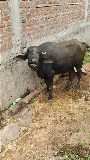 🐃 Real Buffalo Sound | Powerful Indian Buffalo Voice | Nature Relaxing Animal Sounds 2025