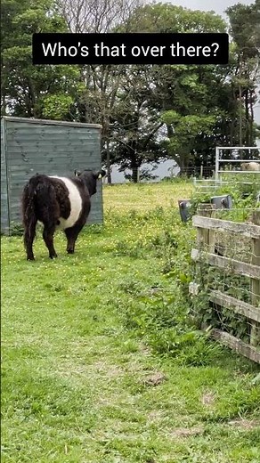 Introducing our Belted Galloway heifers to the new bull #beltedgalloway #cow