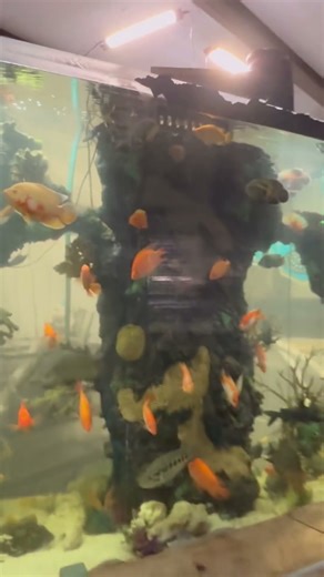 Please don’t leak #megaquarium #fishbowl #fish #exoticaquariumfish #