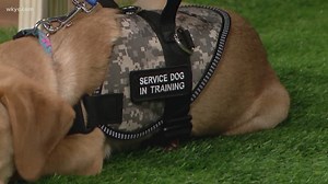 Roxy begins wearing 'service dog in training' vest and her reaction is simply priceless