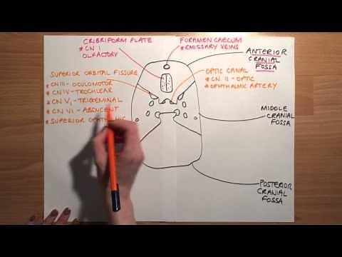 FORAMINA OF THE SKULL