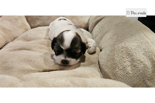 Ashlee - Lhasa Apso Puppy 7CD537