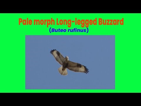 Long-legged Buzzard in Flight — Pale Morph Soaring ID | Haripur Pakistan (2025)