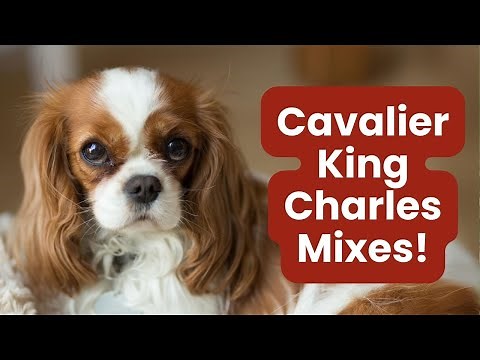 Top 17 Irresistible Cavalier King Charles Mixes!