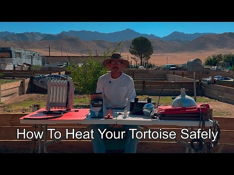 Proper Tortoise Heating — Why Heat Bulbs Can Harm & How We Save Lives Safely