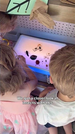 Using a light table with kids to explore insect and bug specimens