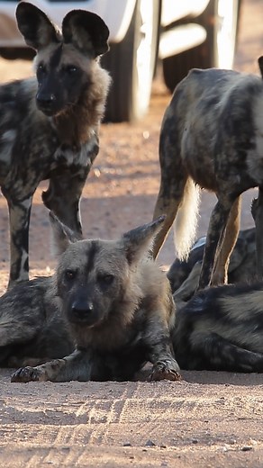 Wild Dog Road Block 🐾❤#amazing #reel #safari #wildlife #animals | Latest Wildlife Sightings