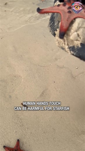 Girls rescue lost starfish⭐ | Now I've Seen Everything