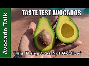 This Thing Does Not Oxidize? - Fuerte and Pinkerton Avocado Taste Test 🥑Avocado Talk🥑