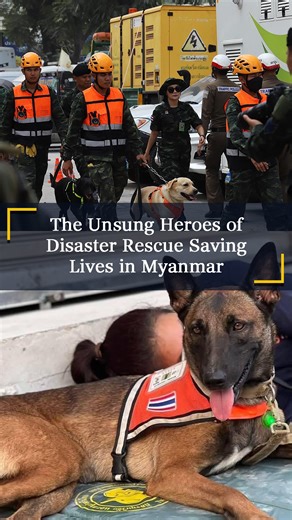 The Unsung Heroes of Disaster Rescue Saving Lives in Myanmar In Myanmar and Thailand, highly trained search-and-rescue dogs from both civil protection and K-9 units are sniffing out survivors from Friday’s earthquake. #Myanmar #Thai #Russia #dog #canine #K9 #earthquake #disaster #humanitarian #aftermath #rescue #whatshappeningnowinmyanmar #MyanmarEarthquake | The Irrawaddy - English Edition
