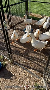 Happy 4th of July! 🎆#4thofjulyweekend #happyfourthofjuly #fireworks #grilling #barbeque #independenceday #godblessamerica #america #independence #redwhiteandblue #usa #patriotic #landofthefree #chickens #hen #hens #rooster #roosters #roostersofinstagram #nameyellingchicken #namescreamingchicken #chickensofinstagram #backyardchickens #memes #funnyanimals #comedy #humor #laugh #farmjokester #michaelsalerno | Michael Salerno