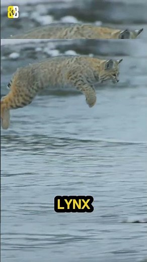 5 Lynx Facts That Prove It’s a Silent Assassin 😳 | #animals #facts #lynx