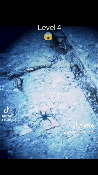 Arachnophobia Test: Quick Phobia Levels Quiz