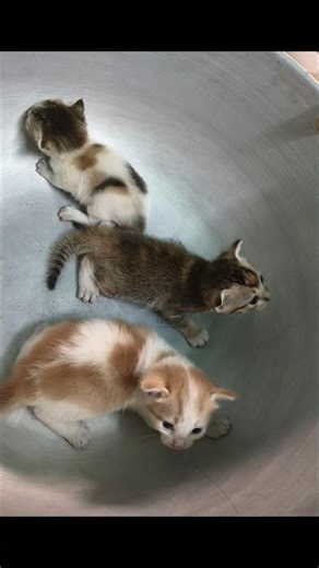 just very nice moment..♥️♥️♥️♥️♥️👌👌👌👌👌😲😲😲😲😲