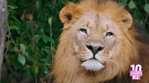 Close view of a lion resting while observing its territory