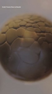 Watch a cell divide under a microscope! | IFLScience