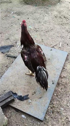 aseelrooster #aseelmurgi #roosterfarm #breeder #farming