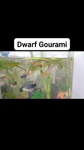 Dwarf gourami in my communuty tank #dwarfgourami #starsenderreels | The Accountant Fishkeeper