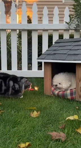 Did the Cat Just Throw a Firework Into the Doghouse?! #animalshorts #funnypets