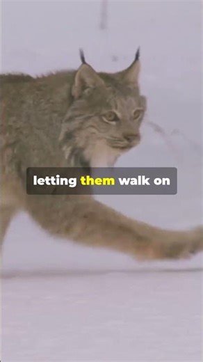 Mind Blowing Facts About Lynx You Didn't Know