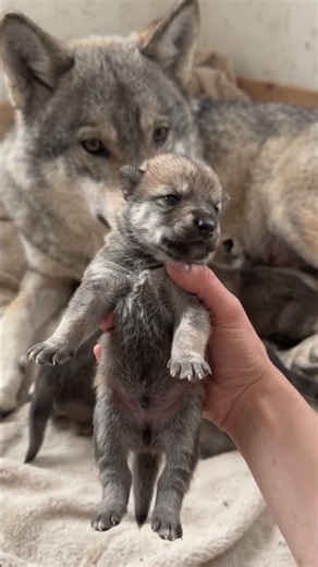 These Baby Wolf Cubs Are Too Cute! 🐺❤️ #wolf #greywolf #wolfpack #wolfdog #shorts